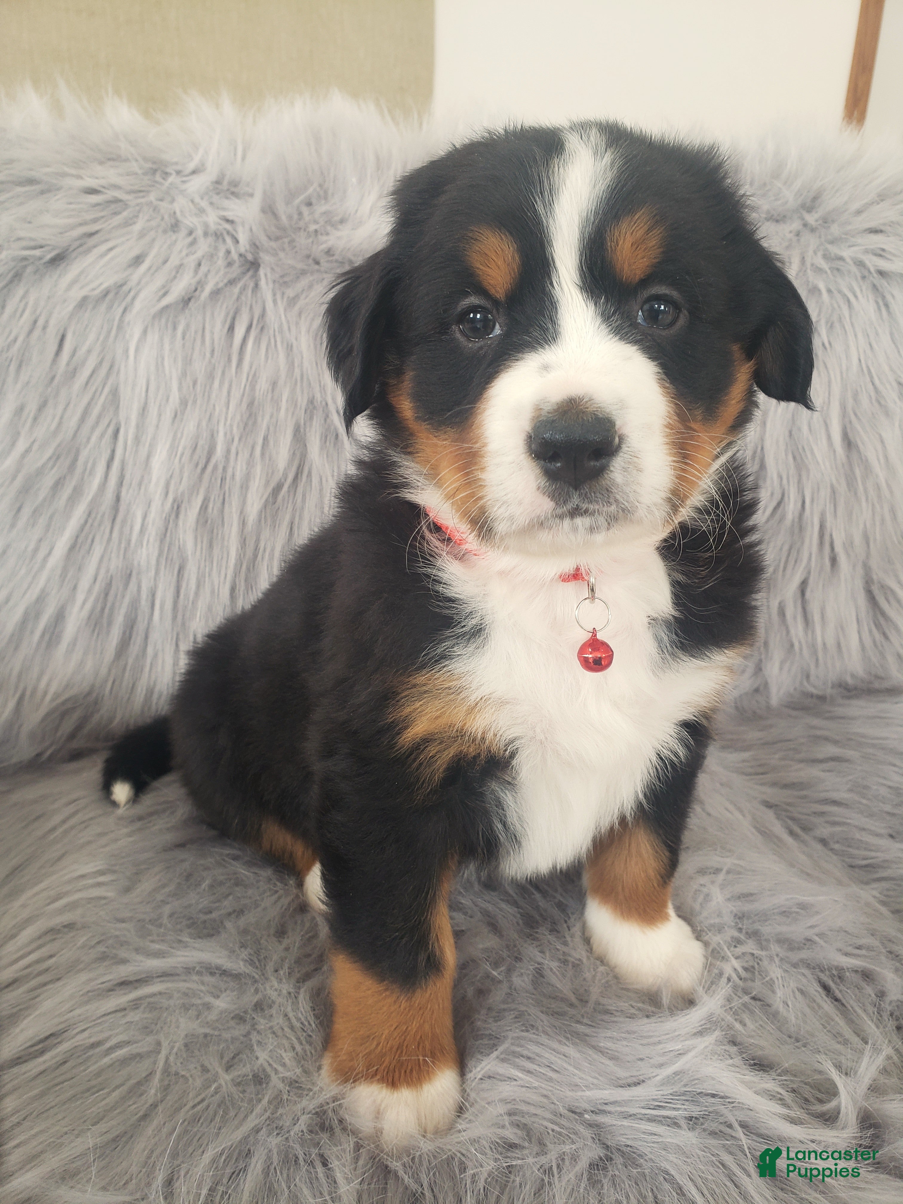 Bernese Mountain Dog dogs Murphy-Health Tested Parents - Ad 3