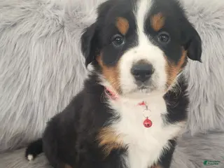 Bernese Mountain Dog dogs Murphy-Health Tested Parents - Ad 3