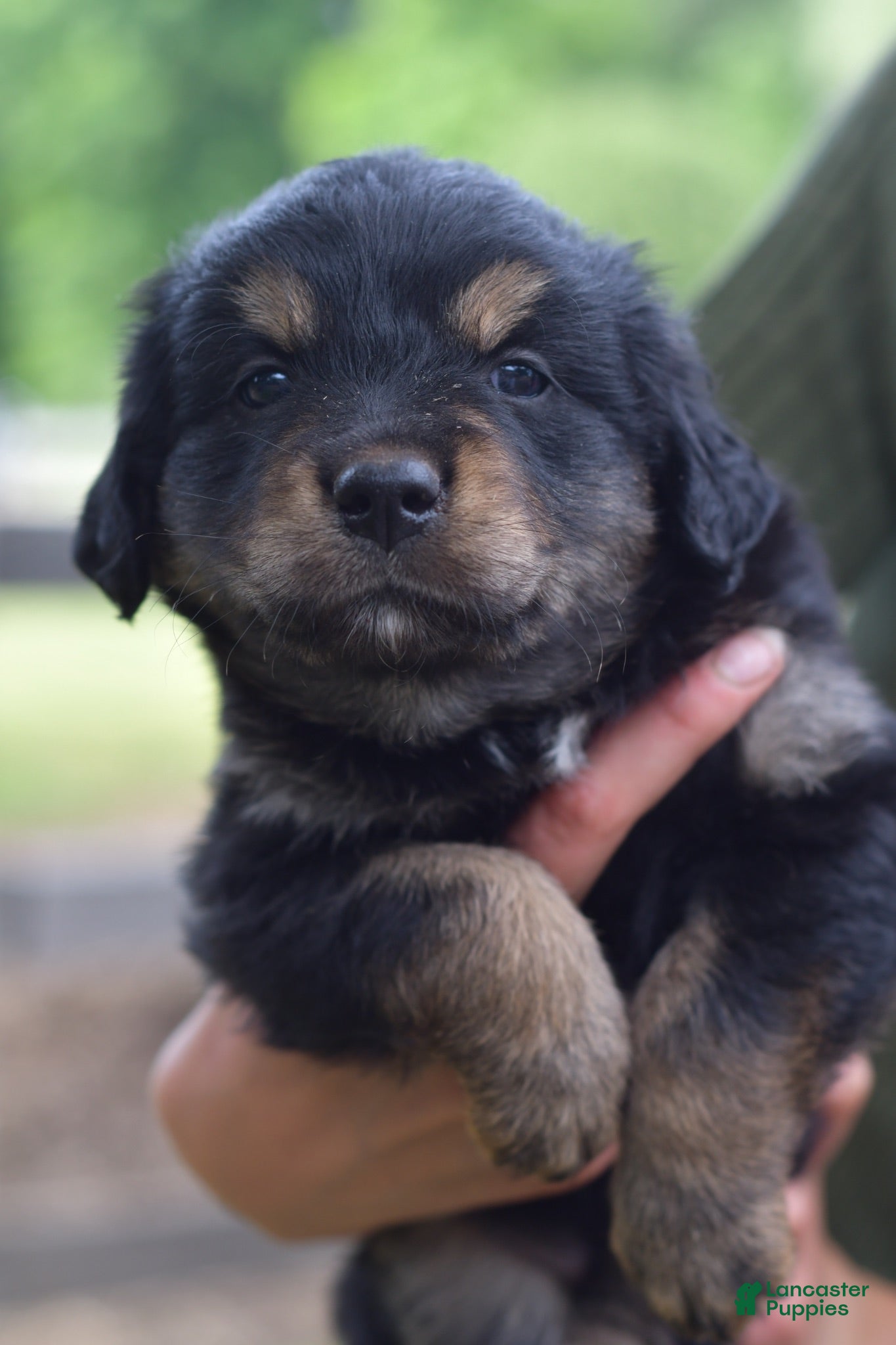Mixed Breed dogs Cowgirl - Ad 2
