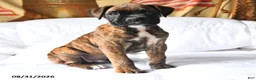 Boxer dogs for sale: Casper - Ad 4