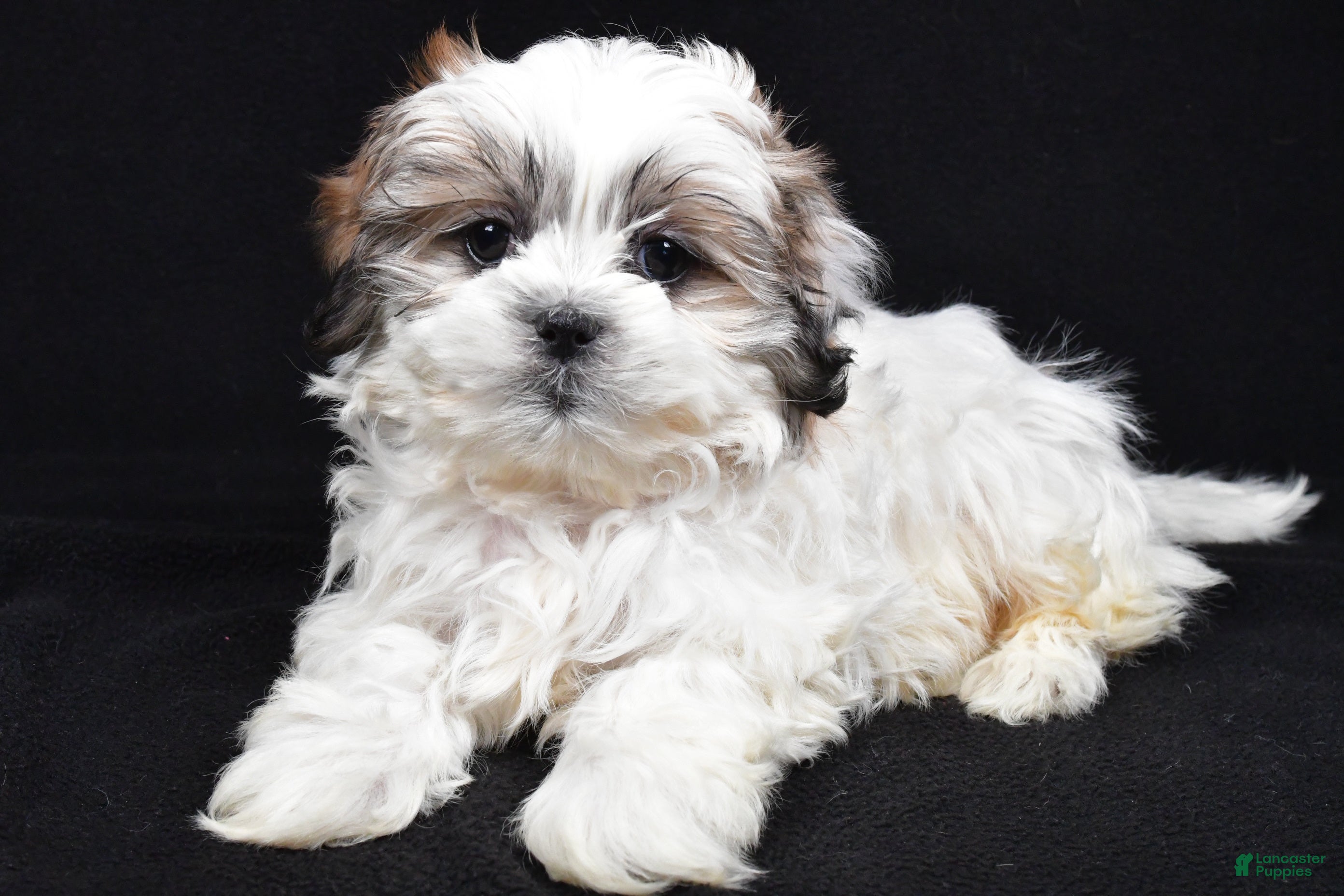 Teddy Bear dogs Eddy - Ad 2