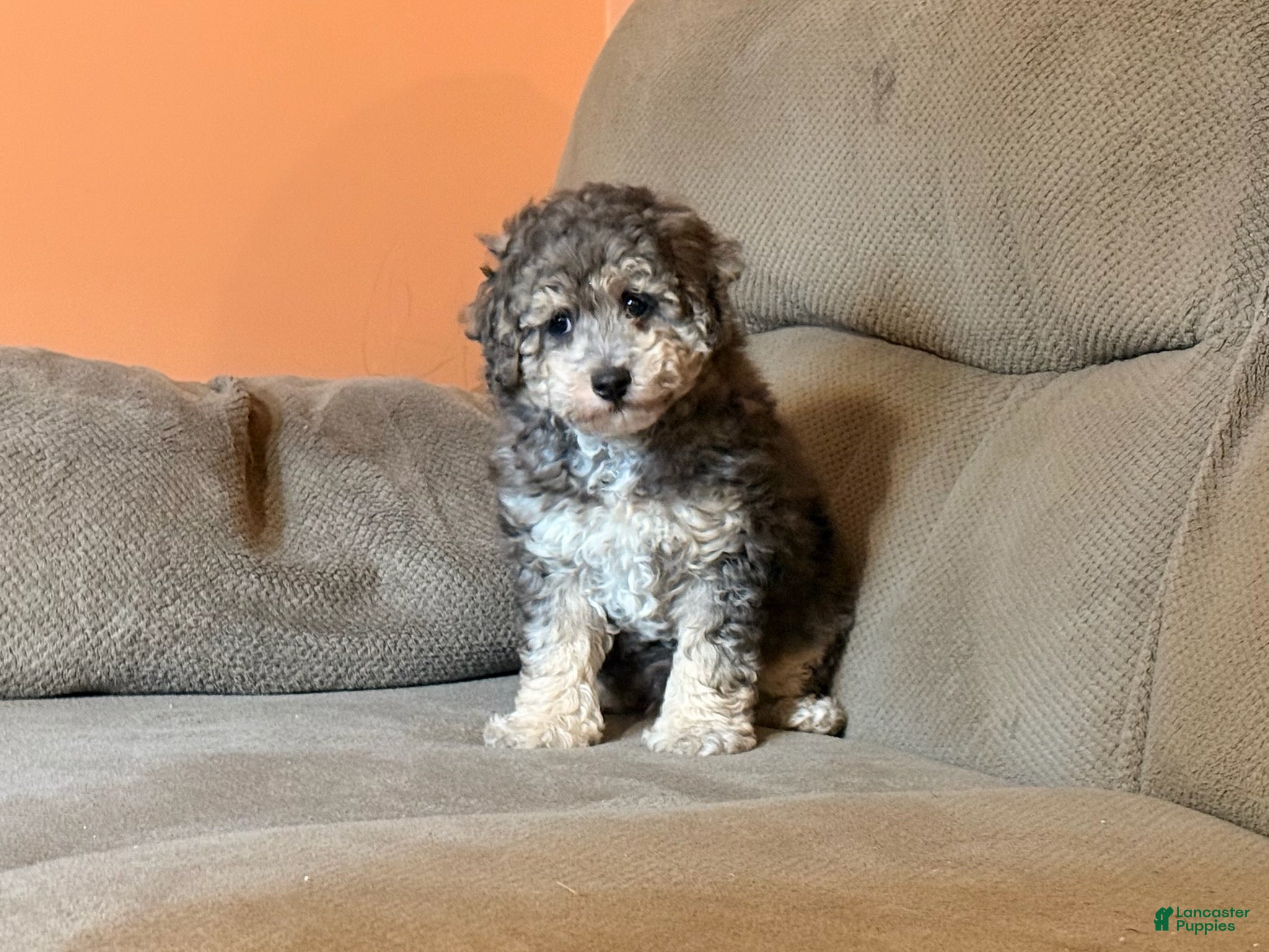 Miniature Poodle dogs Shiloh - Ad 1