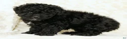 Miniature Poodle dogs for sale: Fancy - Ad 4