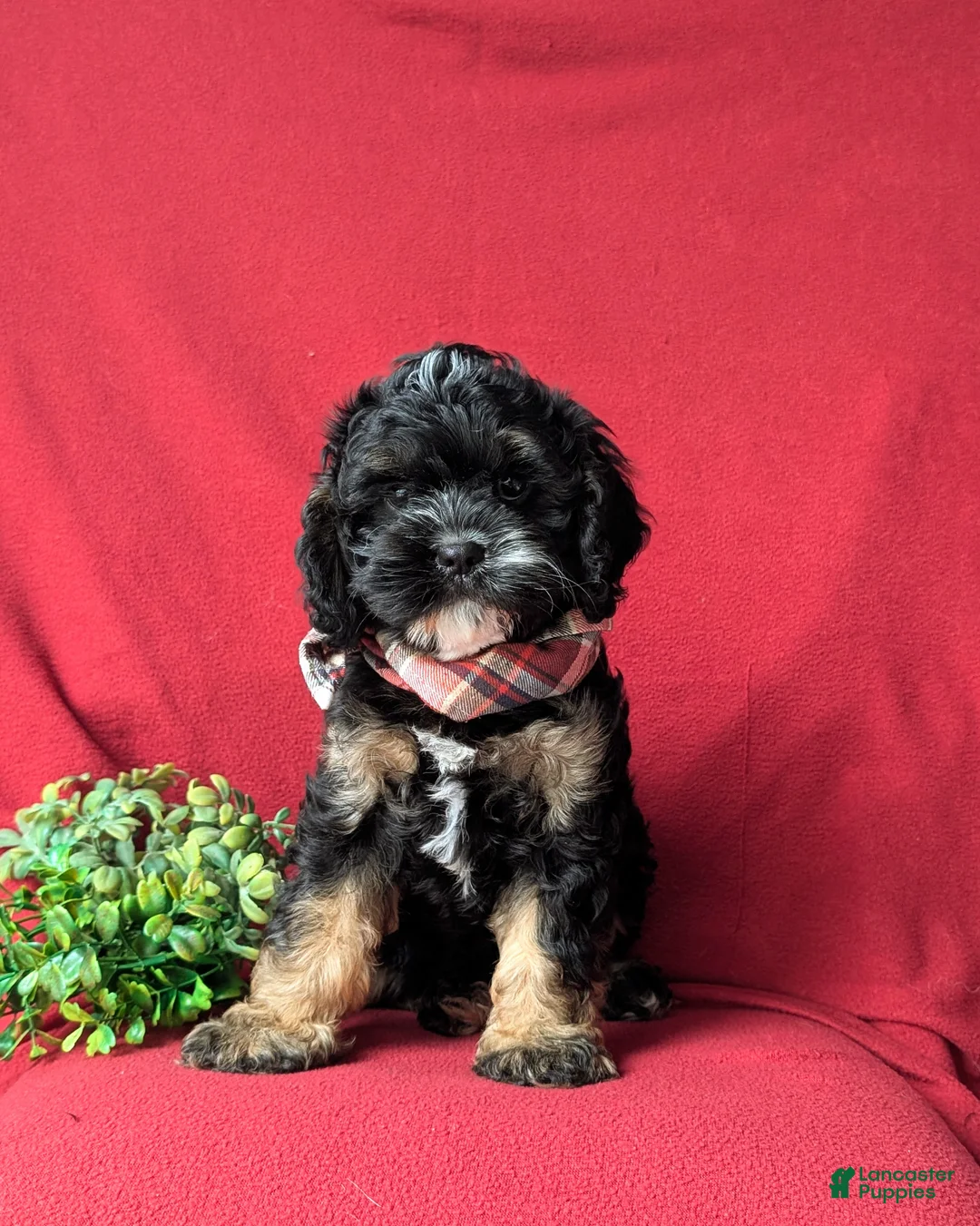 Cavapoo dogs for sale: Simon - Ad 2
