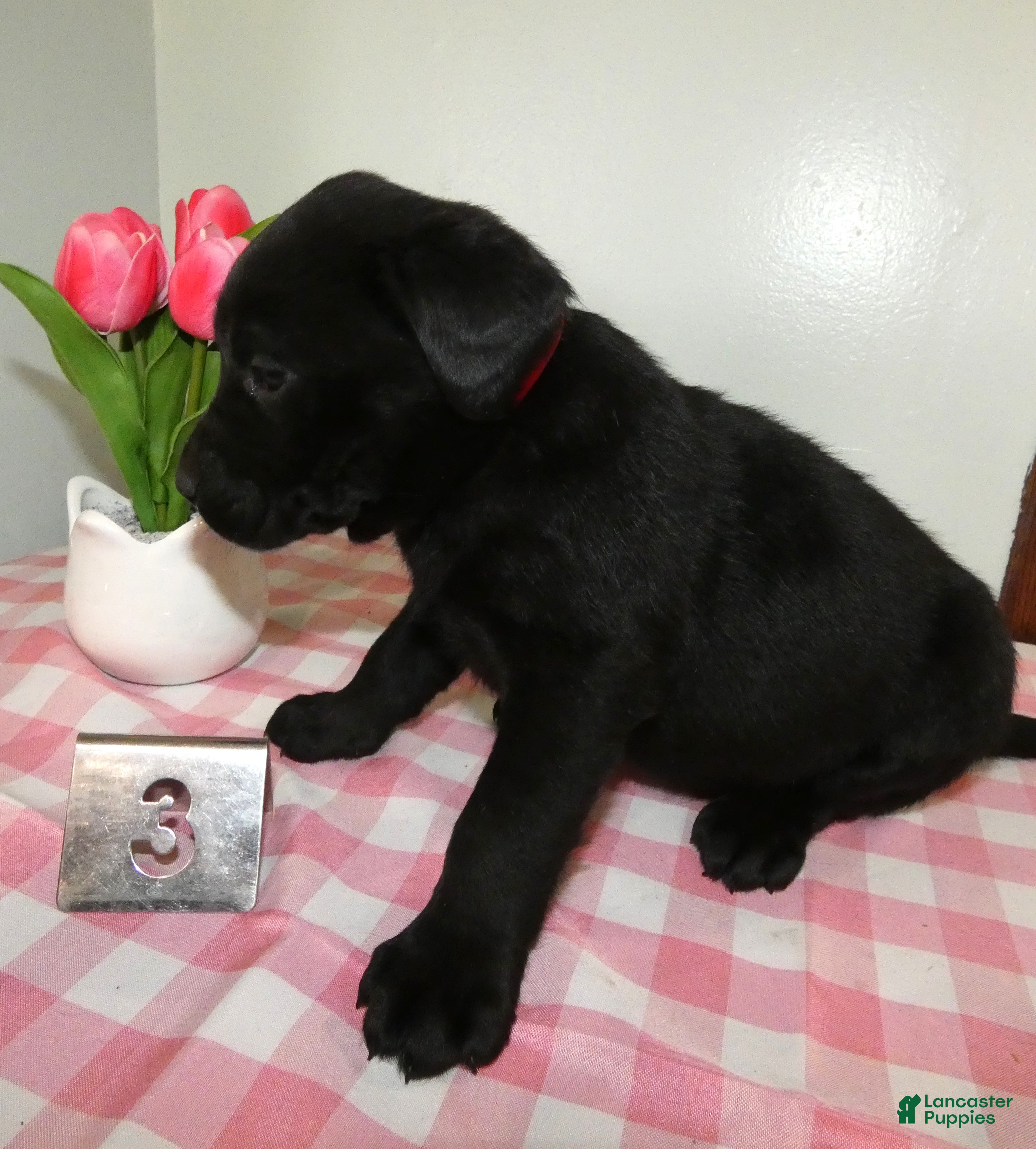 Labrador Retriever dogs Labrador Retriever Puppy 3 Coco - Ad 2
