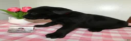 Labrador Retriever dogs for sale: Labrador Retriever Puppy 3 Coco - Ad 3