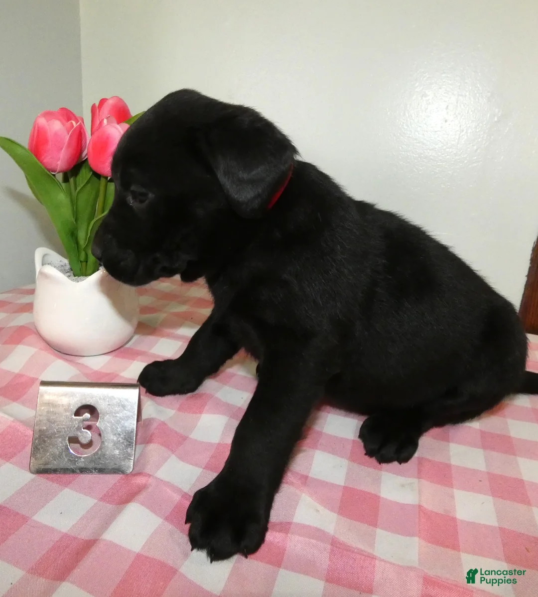 Labrador Retriever dogs for sale: Labrador Retriever Puppy 3 Coco - Ad 2