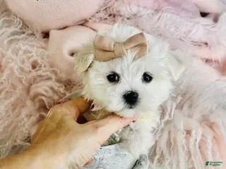 Maltese dogs Maltese Puppy 1 - Ad 6