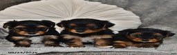 Yorkshire Terrier dogs for sale: Chip - Ad 23