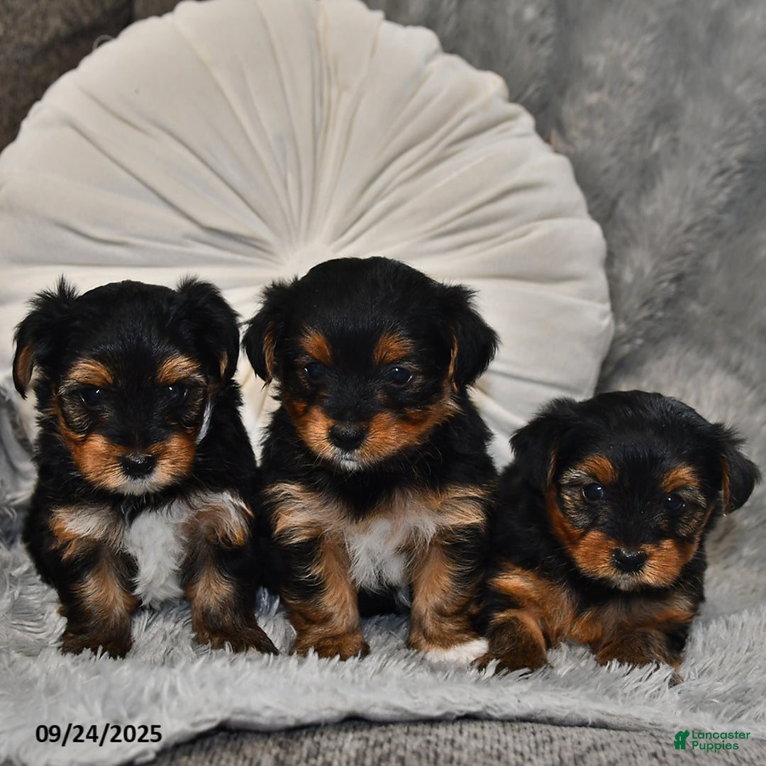 Yorkshire Terrier dogs for sale: Chip - Ad 23