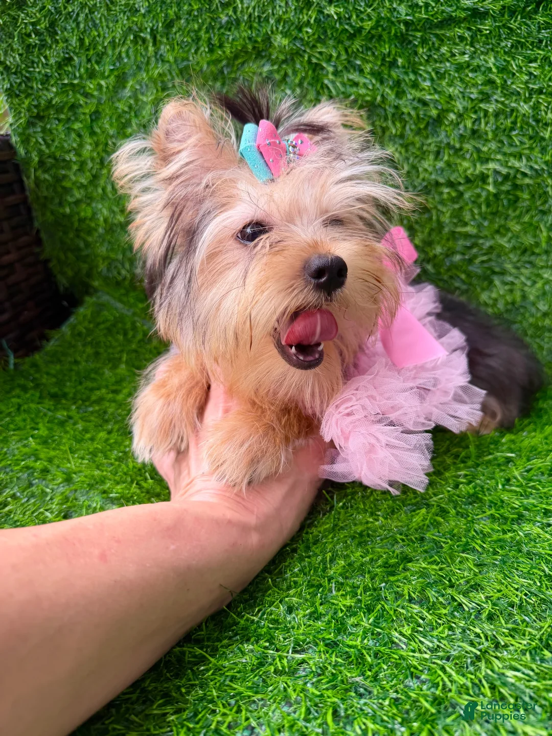 Yorkshire Terrier dogs for sale: Yorkshire Terrier 1 - Ad 2