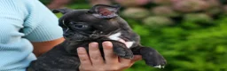 Frenchton dogs for sale: MAX - Ad 4
