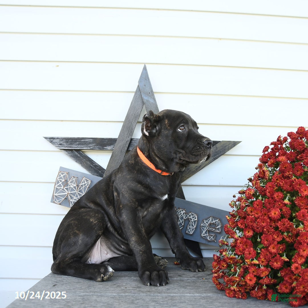 Cane Corso dogs for sale: Penny - Ad 7