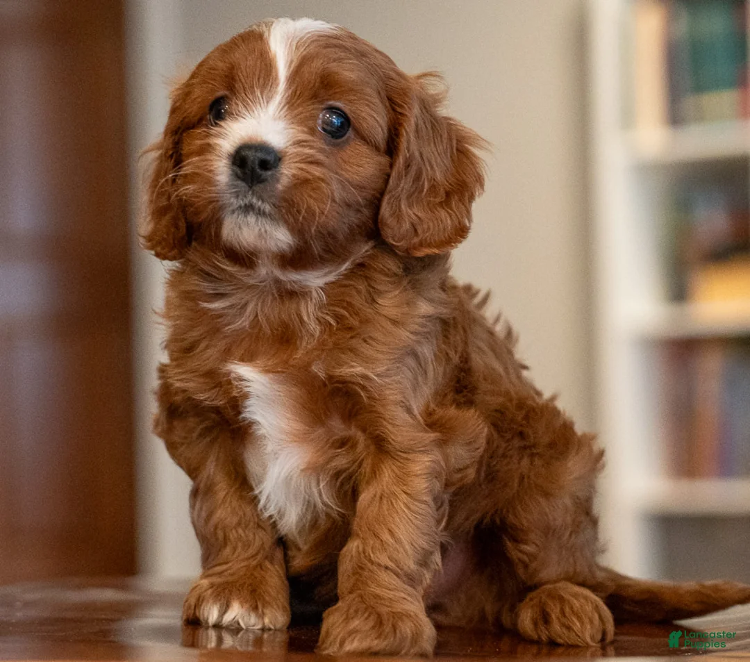 Cavapoo dogs for sale: Mako - Ad 1