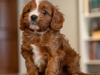 Cavapoo dogs Mako - Ad 19