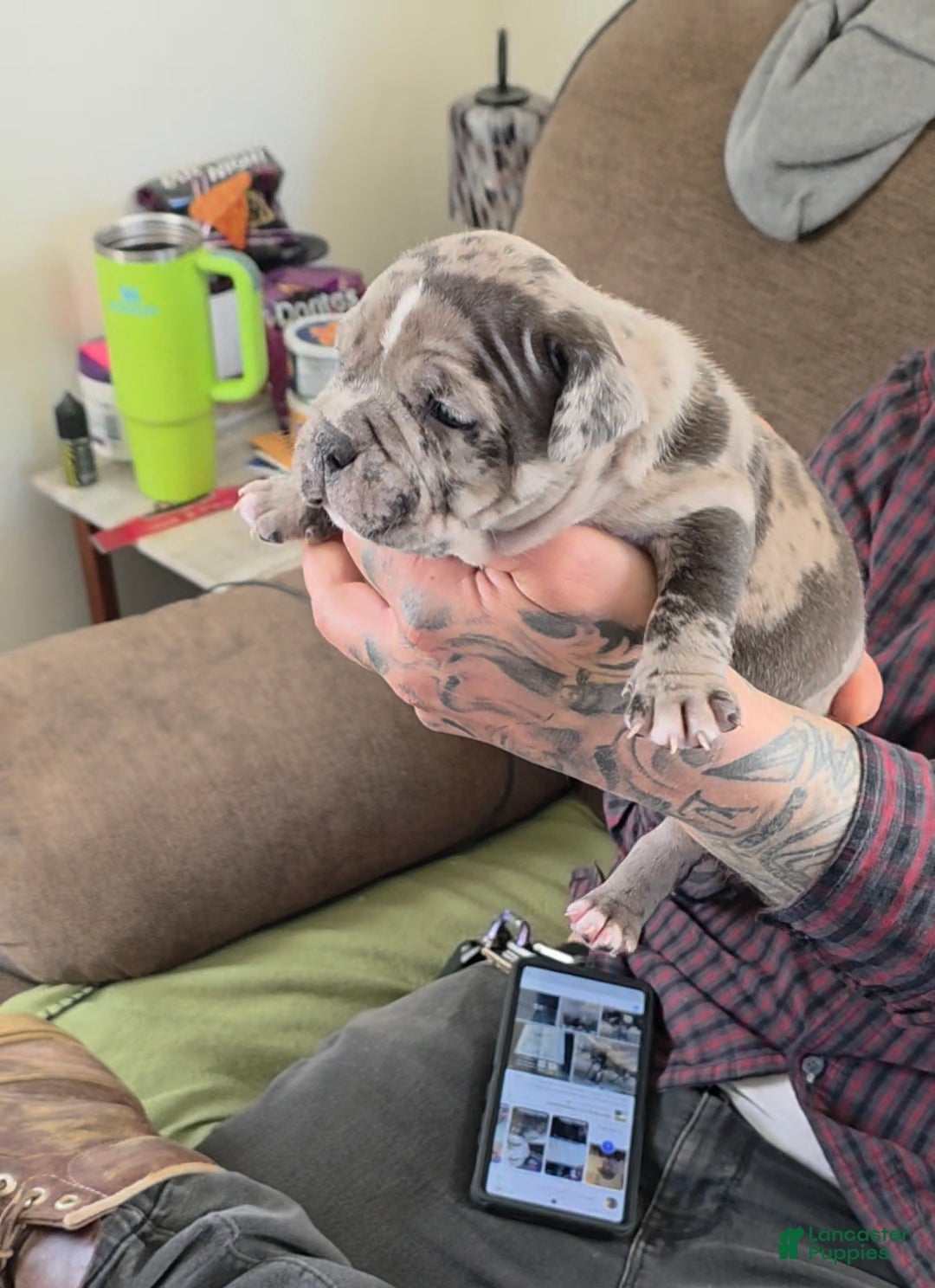 American Bully dogs for sale: Lotus Elise - Ad 3