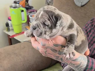 American Bully dogs for sale: Lotus Elise - Ad 3