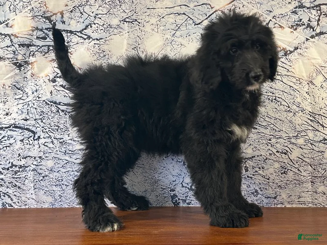 Bernedoodle dogs for sale: Bucky - Ad 3