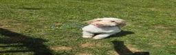 Standard Poodle dogs for sale: Standard Poodle 1 - Ad 3