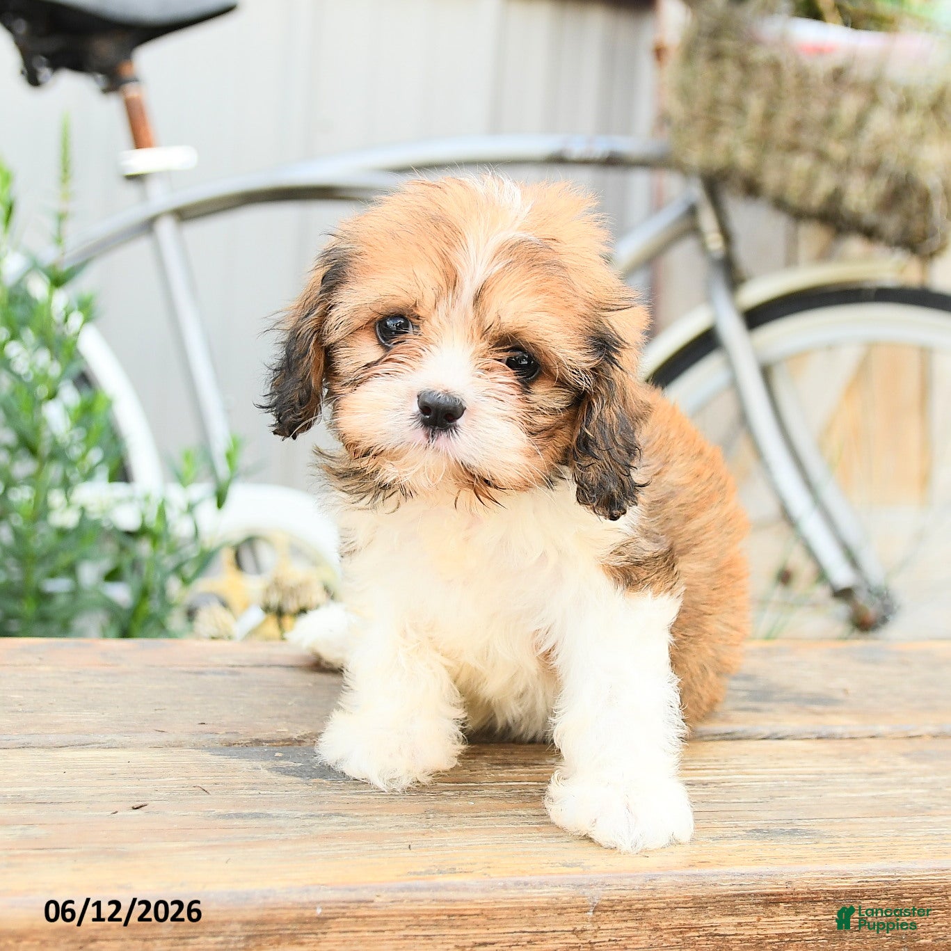 Cavachon dogs Wilma - Ad 2