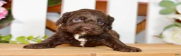 Cockapoo dogs for sale: Claire - Ad 4