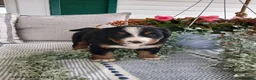 Bernese Mountain Dog dogs for sale: Avery - Ad 3