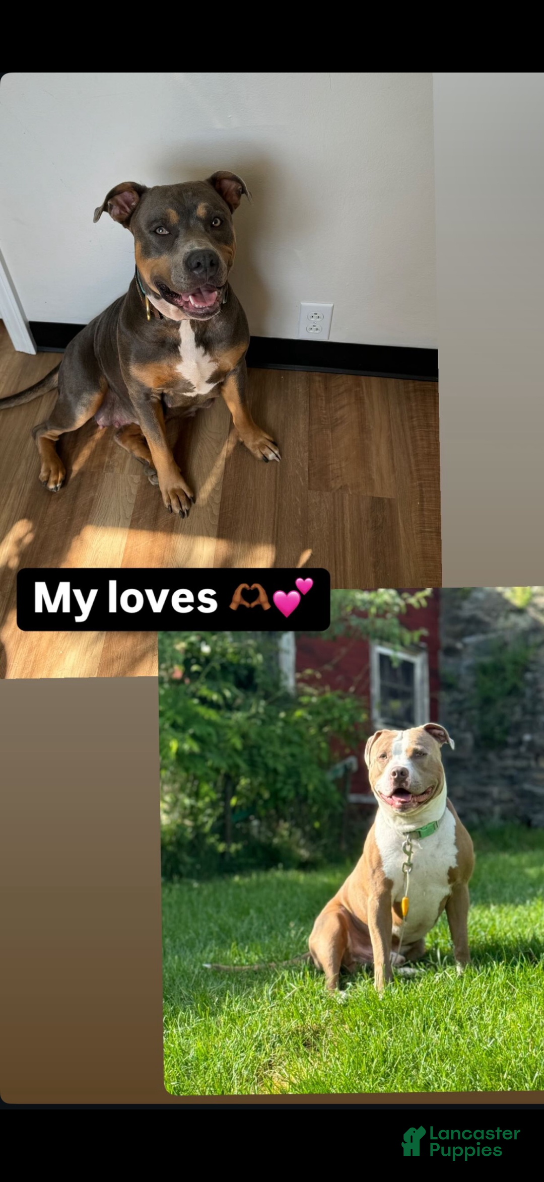 American Pit Bull Terrier dogs for sale: Cyn  - Ad 2