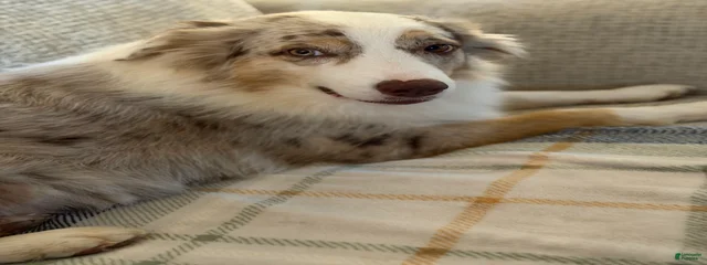 Mable