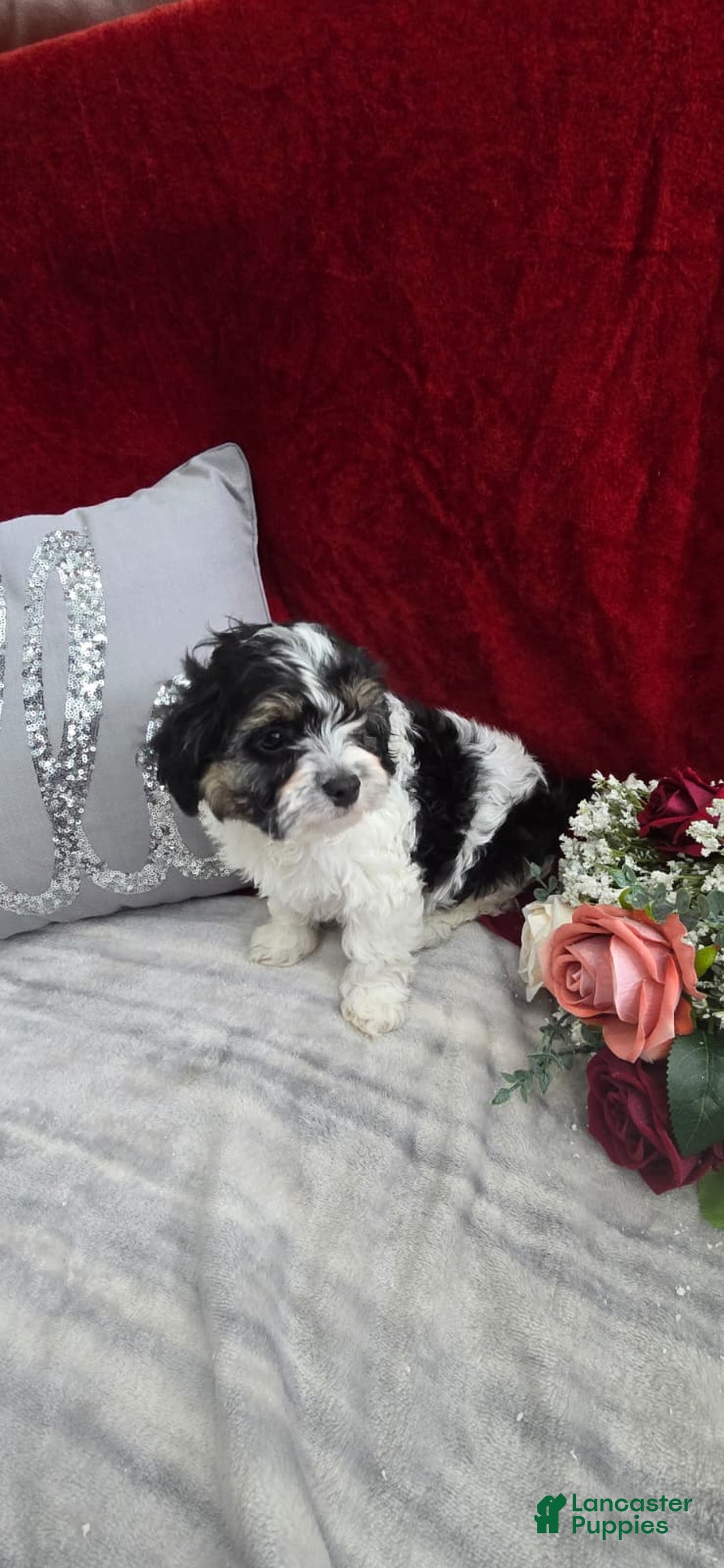 Cavapoo dogs for sale: Oreo - Ad 6