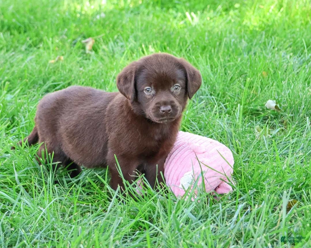 Labrador Retriever dogs for sale: Marie - Ad 2