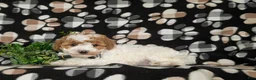 Miniature Poodle dogs for sale: Lochlain - Ad 4