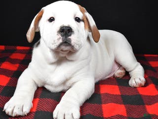 Beabull dogs Romeo - Ad 8