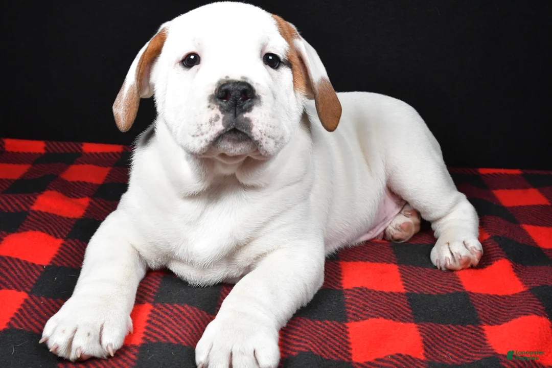 Beabull dogs for sale: Romeo - Ad 1