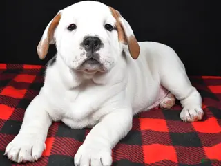 Beabull dogs Romeo - Ad 6