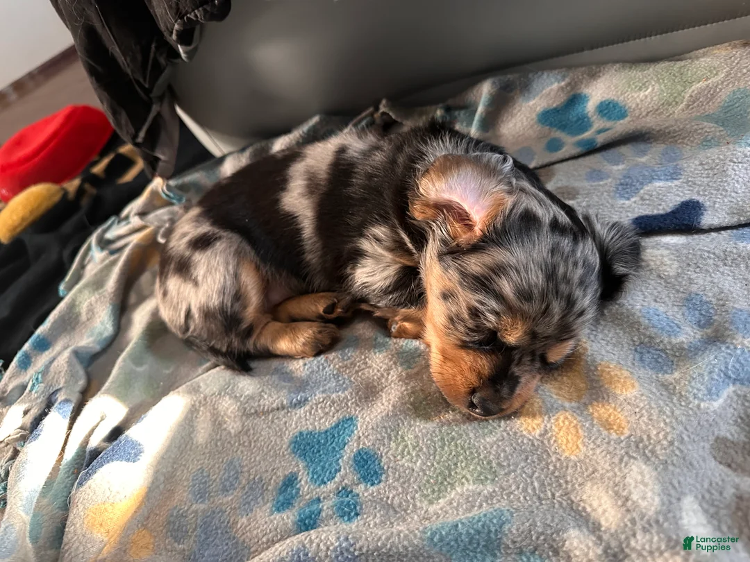 Mixed Breed dogs for sale: Remmy - Ad 2