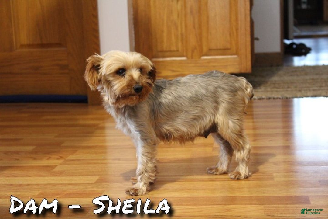 Yorkshire Terrier dogs for sale: Abby - Ad 8