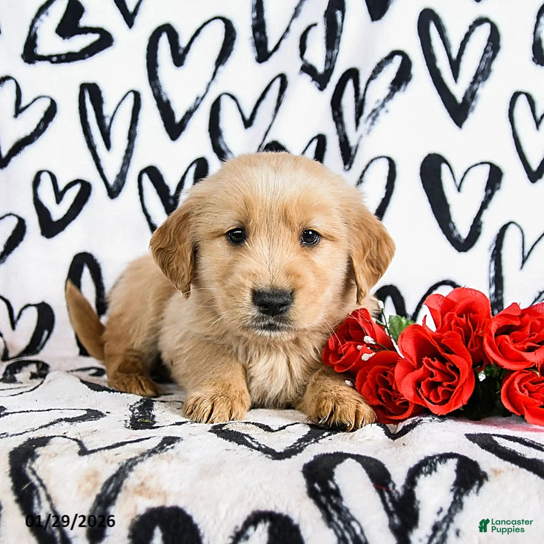 Golden Retriever dogs for sale: Loki - Ad 2