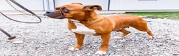 Boxer dogs for sale: Seneca - Ad 5