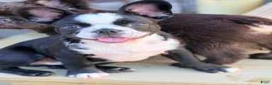 Tater