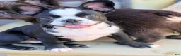French Bulldog dogs for sale: Tater - Ad 1