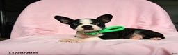 Boston Terrier dogs for sale: Tamara - Ad 5