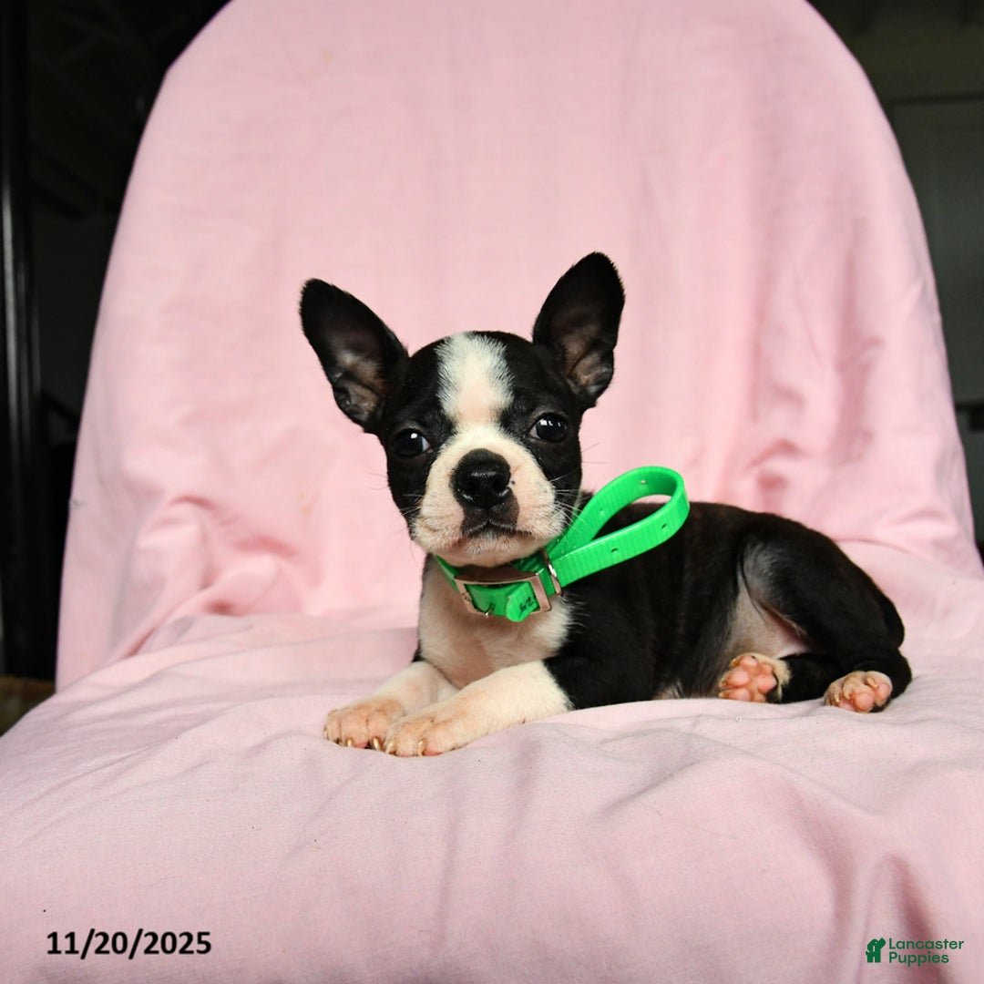 Boston Terrier dogs for sale: Tamara - Ad 5