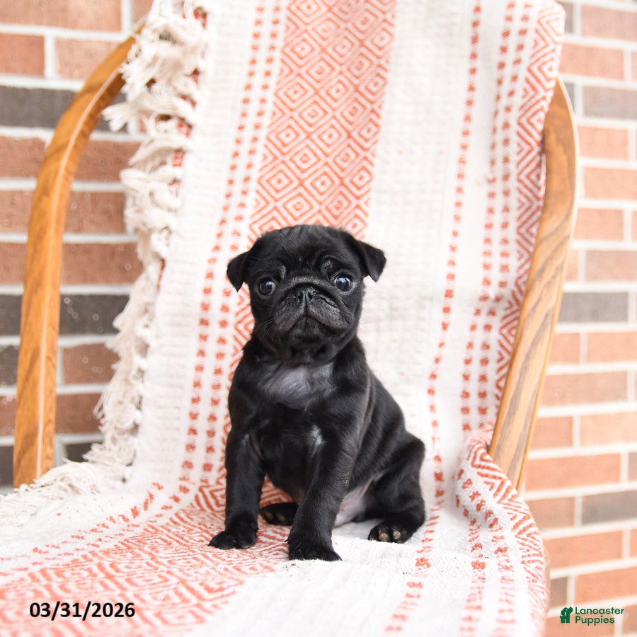 Pug dogs Otis - Ad 1