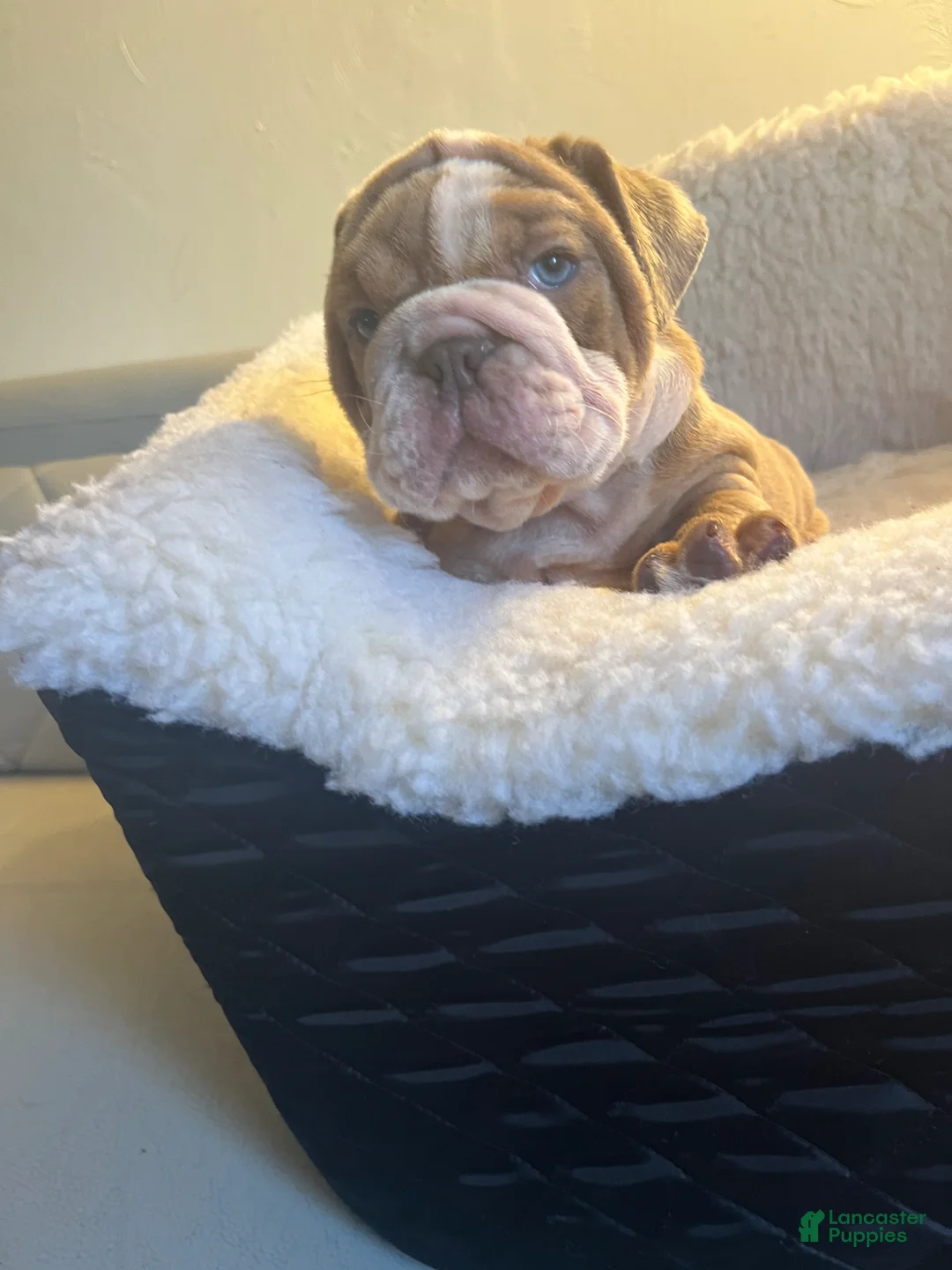 English Bulldog dogs for sale: English Bulldog Puppy 1 - Ad 2