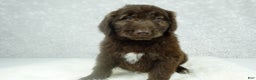 Newfypoo dogs for sale: Hunter - Ad 1