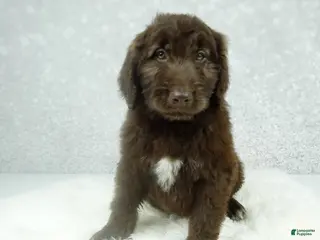 Newfypoo dogs Hunter - Ad 7