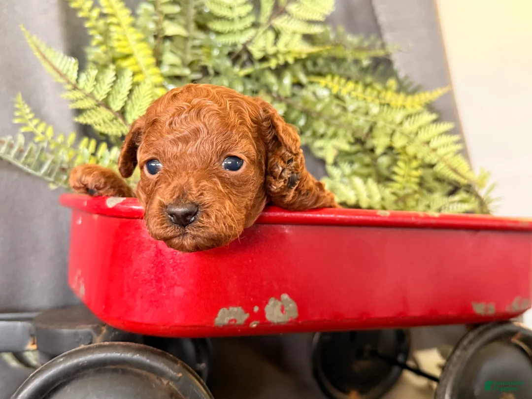 Toy Poodle dogs for sale: Rain - Ad 4