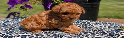 Toy Poodle dogs for sale: Max - Ad 9