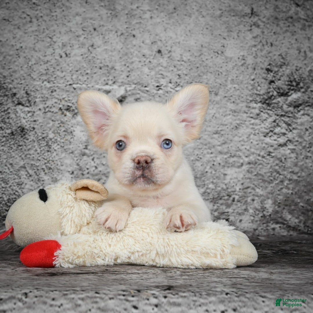 French Bulldog dogs for sale: Kody - Ad 3