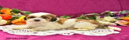 Shihpoo dogs for sale: Josie - Ad 4